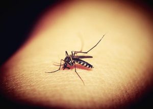 Pernambuco tem aumento de 70,2% nos casos suspeitos de chikungunya e de 39,3% nas notificações de dengue